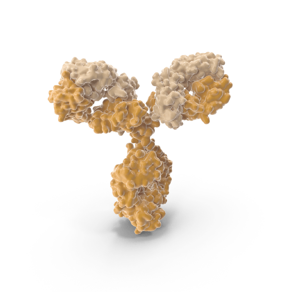 anti-RBFOX1 antibody :: Mouse RBFOX1 Monoclonal Antibody