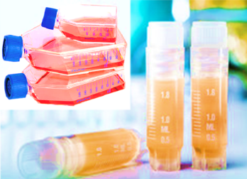 [SK-25CELL-140] Chinese Hamster X Mouse B Lymphocyte Hybridoma